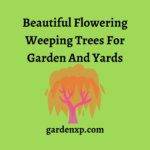 Best Blooming Weeping Trees with Flowers - Colorful Flower Weeping Trees List