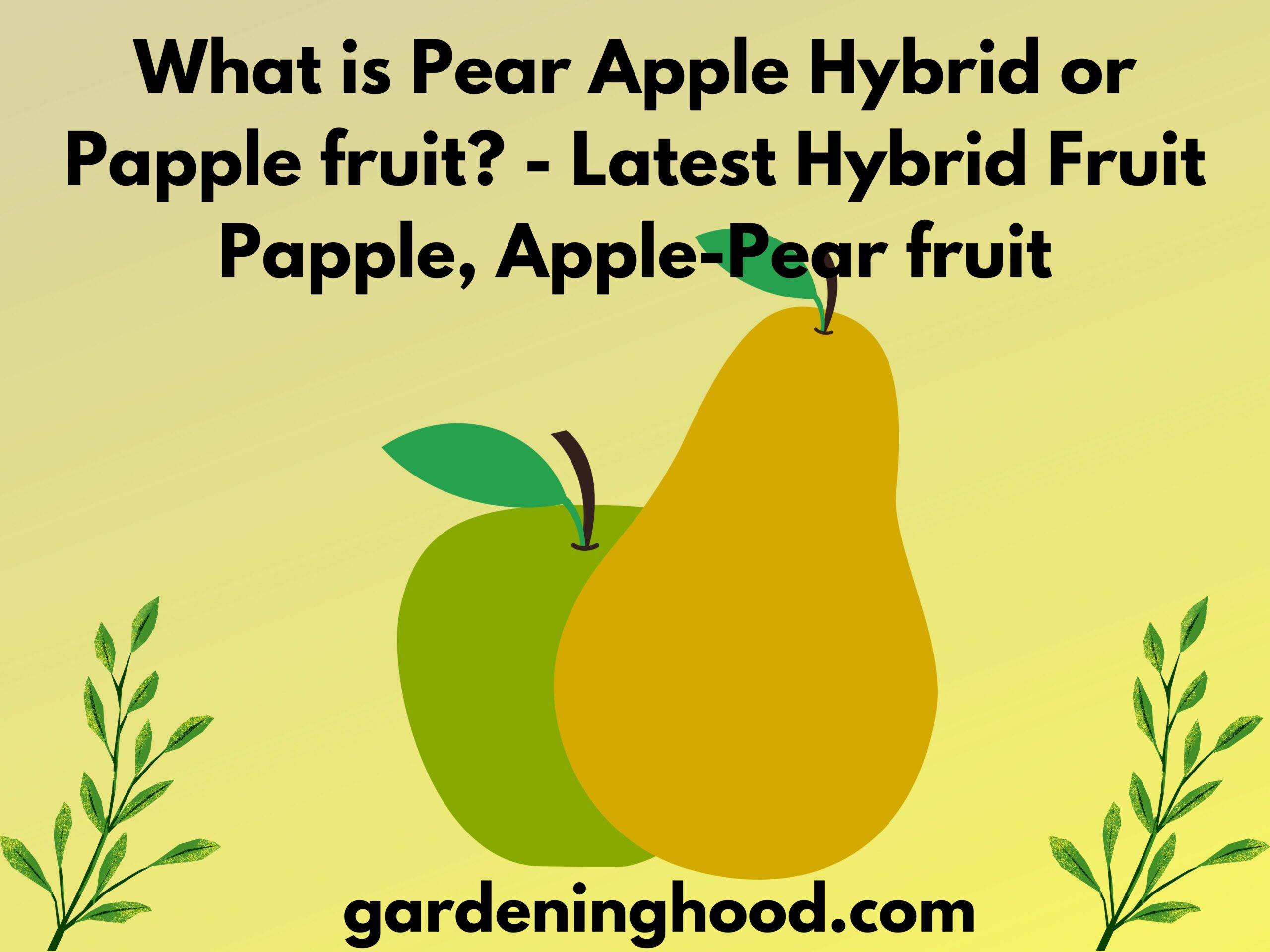 What is Pear Apple Hybrid or Papple fruit? | How to grow papple fruit?