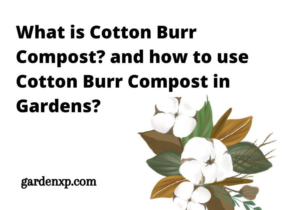 What is Cotton Burr Compost? - How to use Cotton Burr Compost in Gardens?
