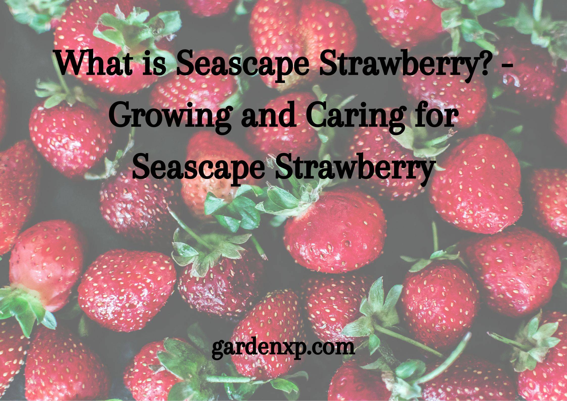 What is Seascape Strawberry - Growing and Caring for Seascape Strawberry
