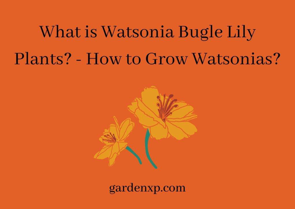 What is Watsonia Bugle Lily Plants? - How to Grow Watsonias?