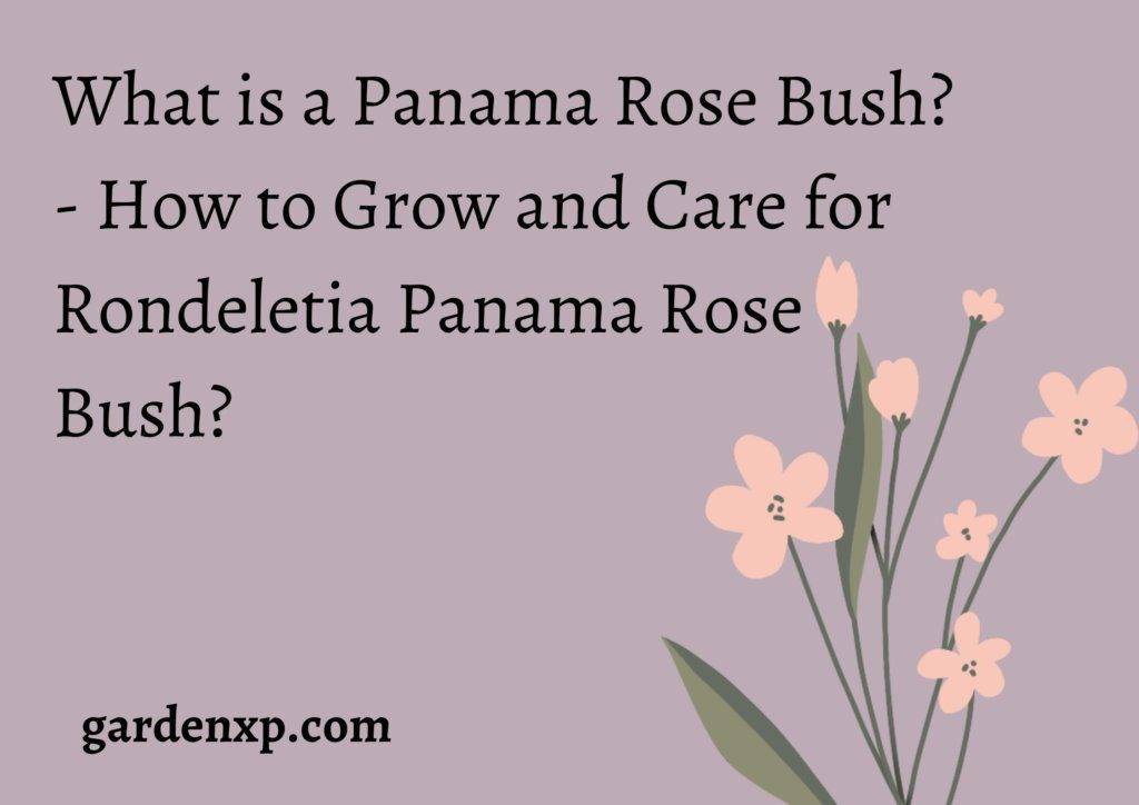 What is a Panama Rose Bush? - How to Grow and Care for Rondeletia Panama Rose Bush?