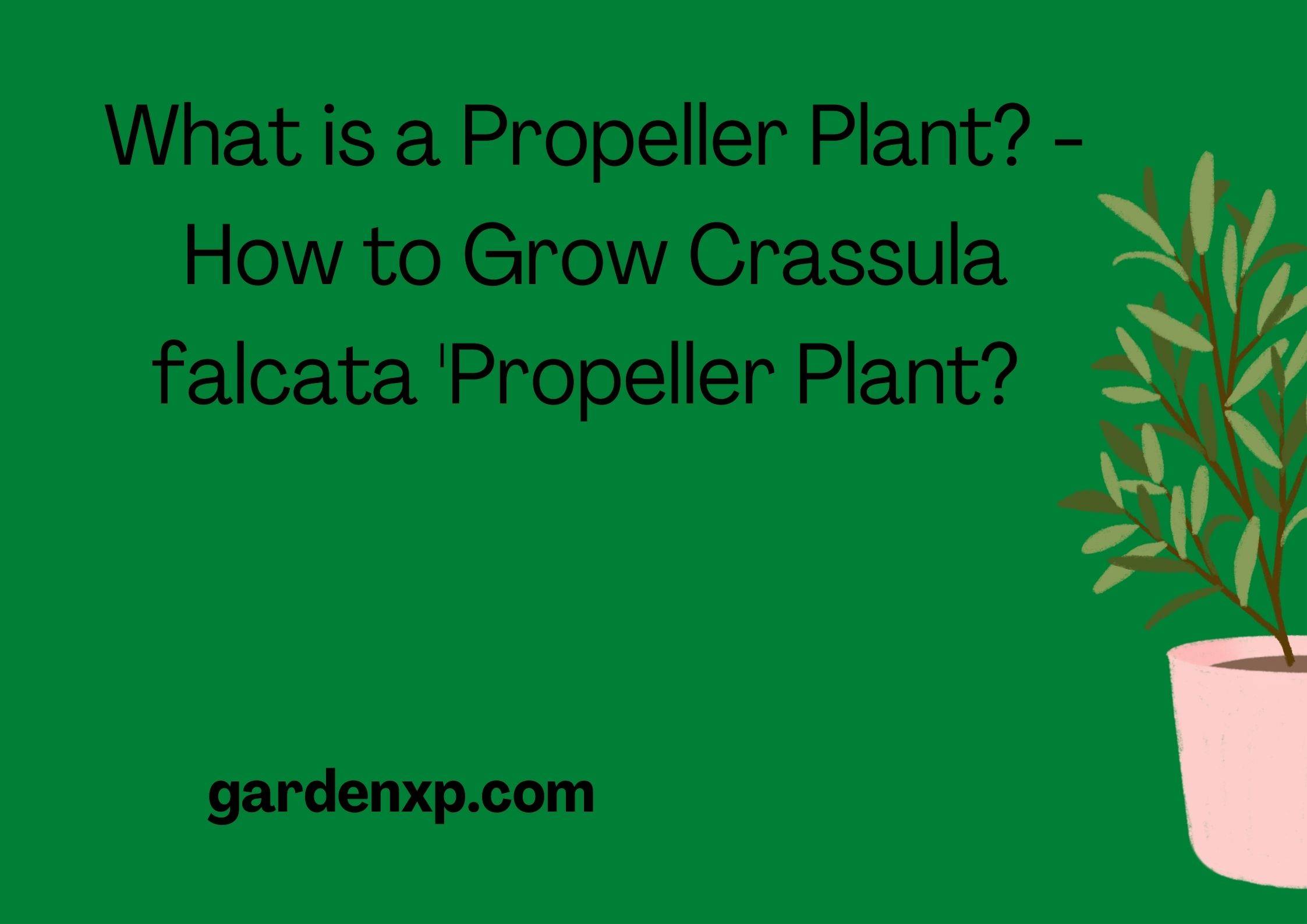 What is a Propeller Plant? - How to Grow Crassula falcata 'Propeller Plant? 