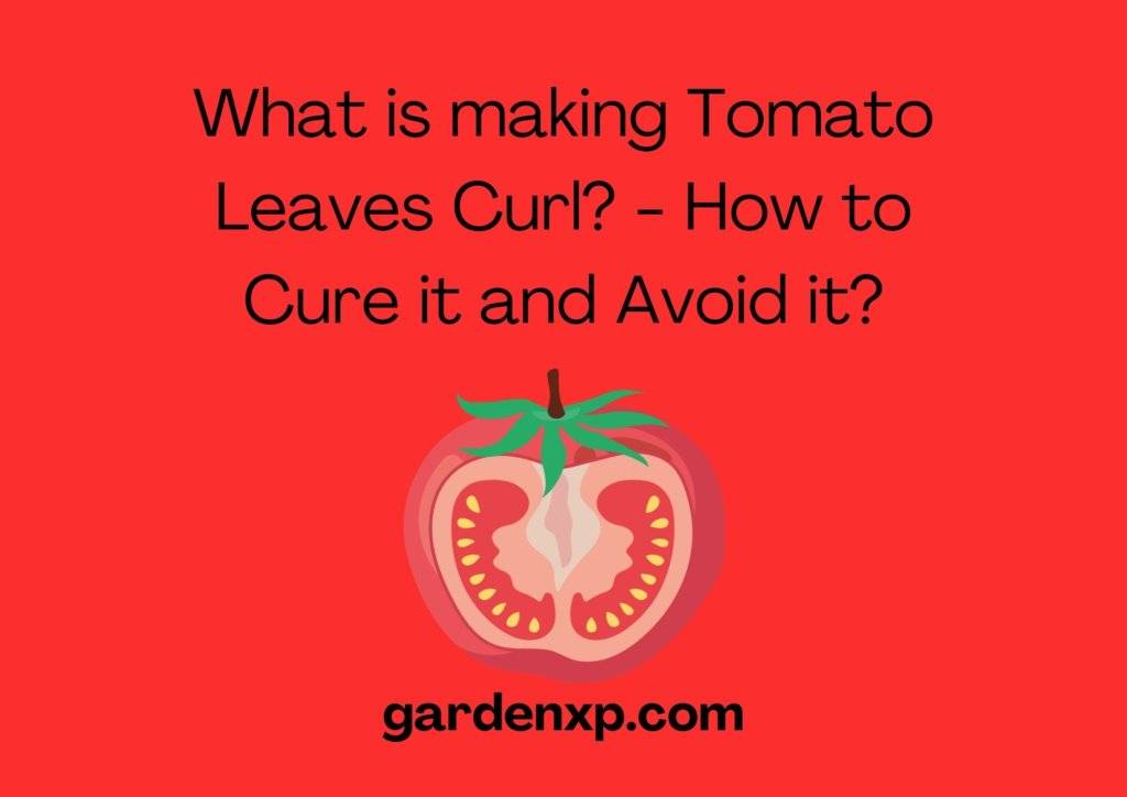 What Causes Tomato Leaves To Curl? - How to Cure it and Avoid it?