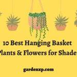 10 Best Hanging Basket Plants and Flowers for Shade 
