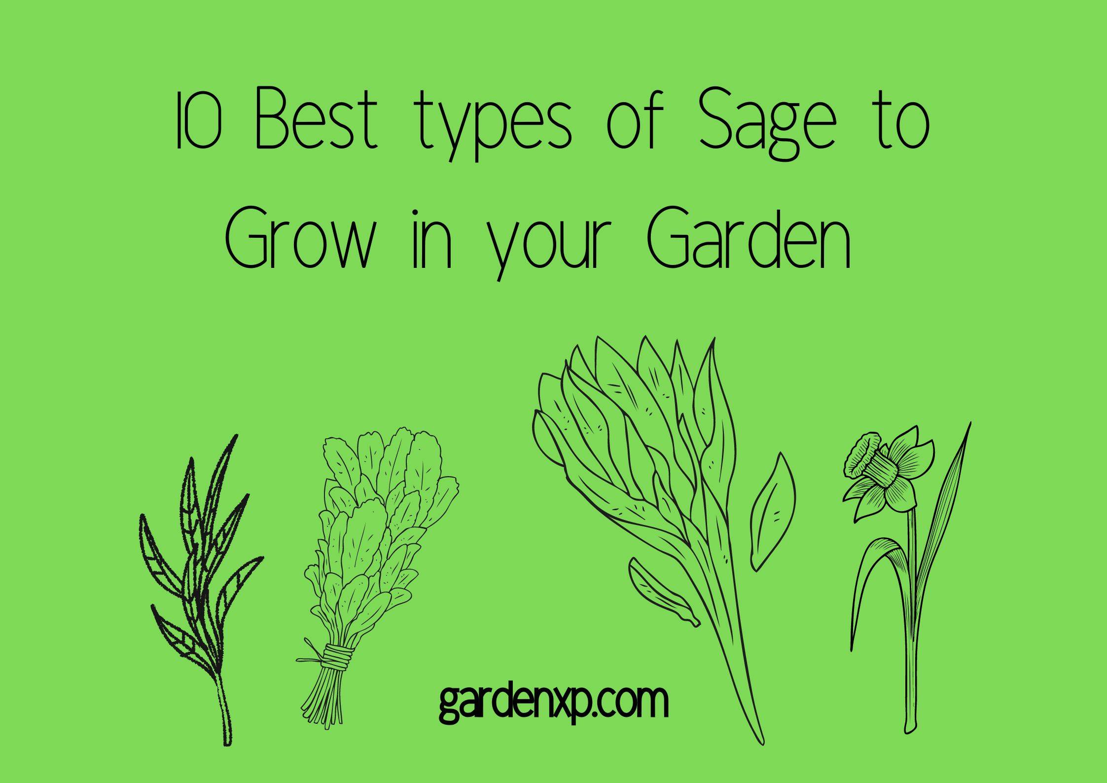 10 Best types of Sage to Grow in your Garden 