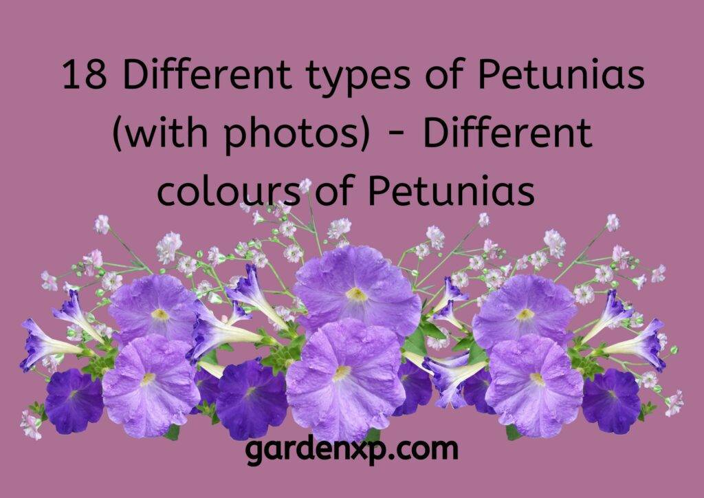 18 Different types of Petunias (with photos) - Different colours of Petunias 