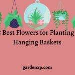 25 Best Flowers for planting in Hanging Baskets 