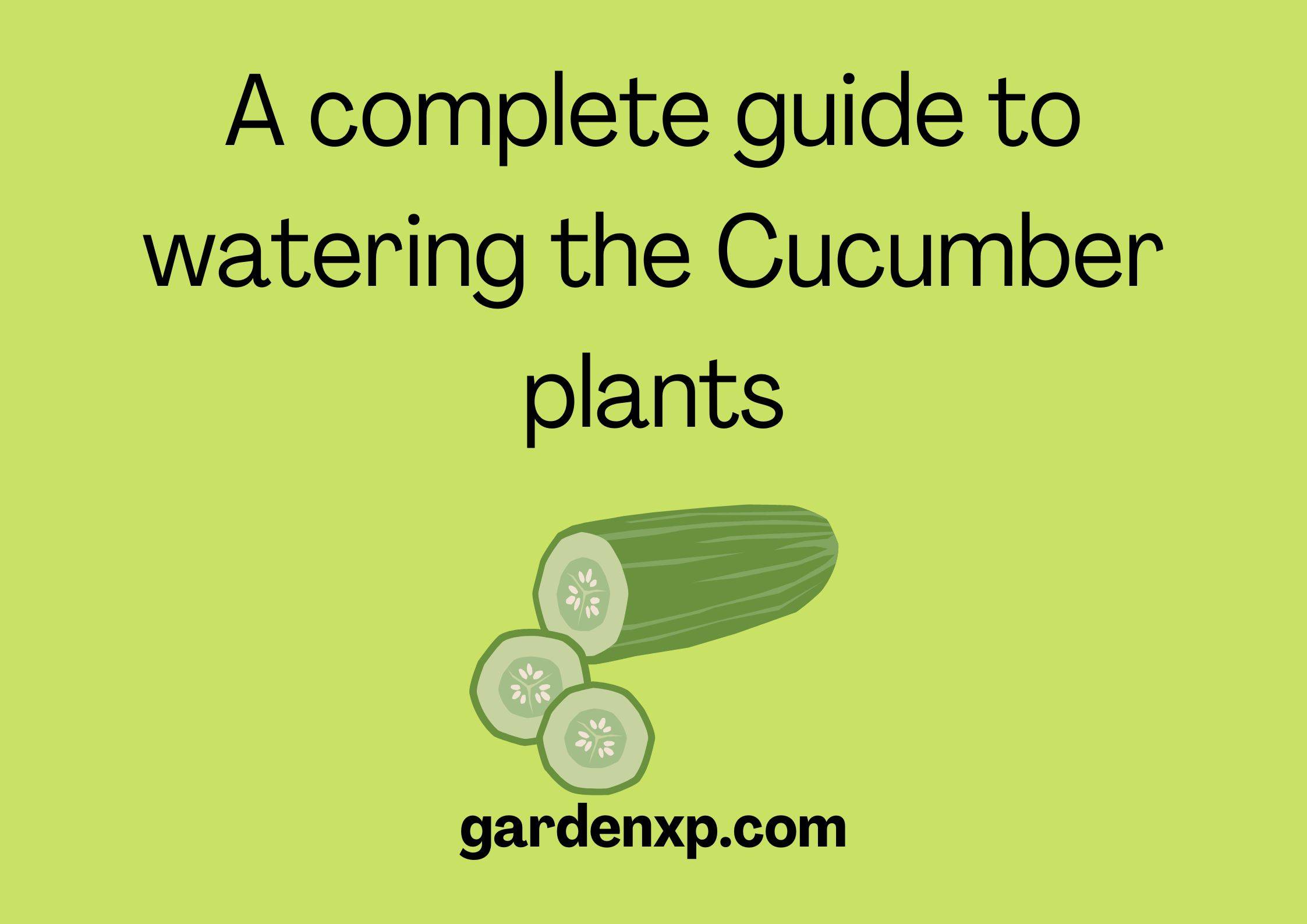 How often to water Cucumber Plants? - Watering cucumber plants 
