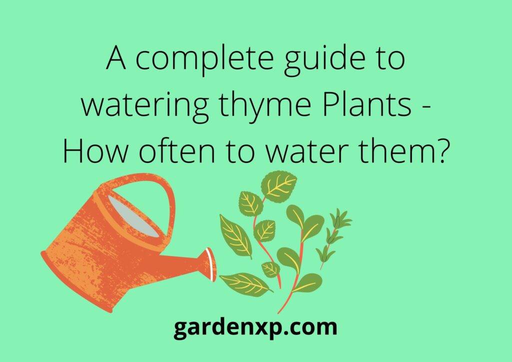 A complete guide to watering Thyme plants - How often to water them?