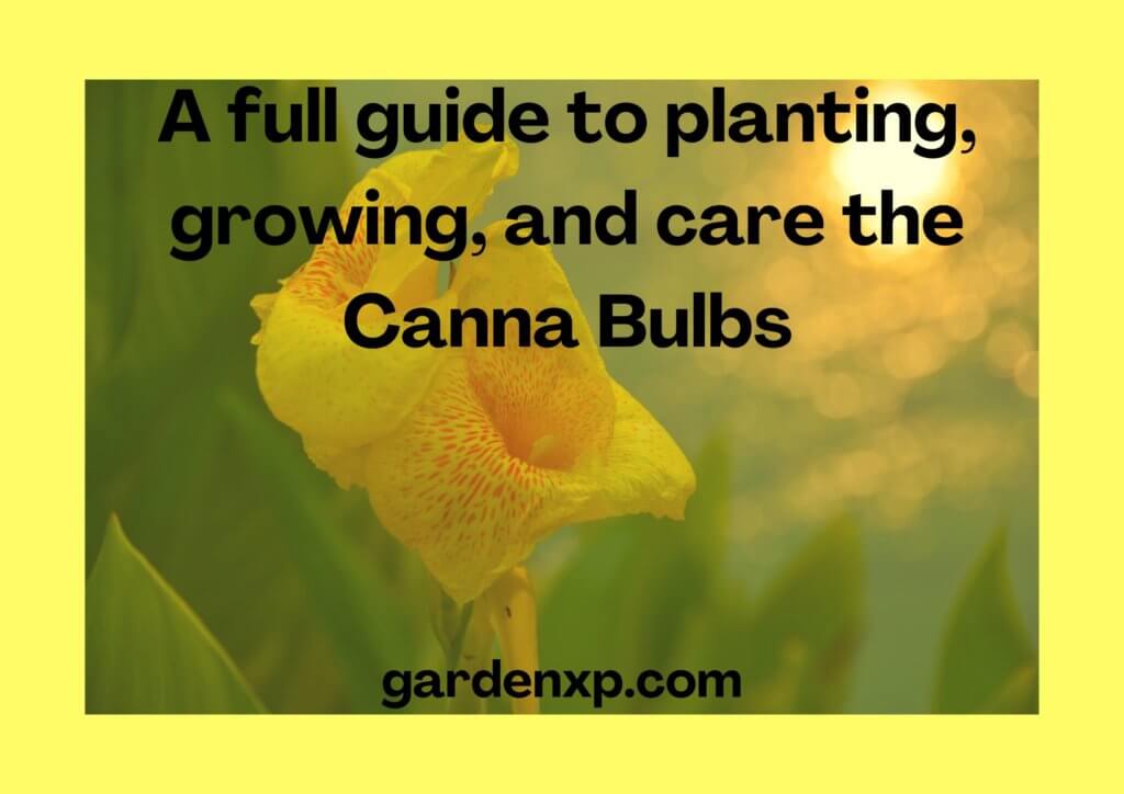 How to plant Canna Bulbs? - A full guide to planting growing and caring for the Canna Bulbs