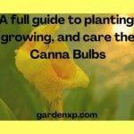 How to plant Canna Bulbs? - A full guide to planting, growing and caring for the Canna Bulbs