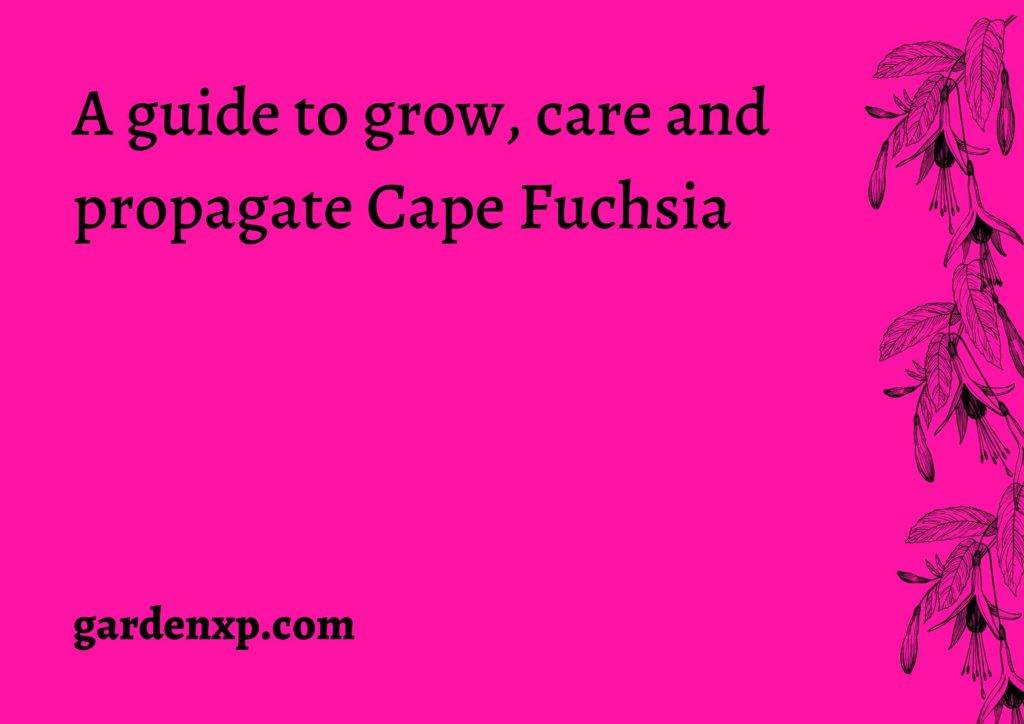 How to grow Cape Fuchsia Plants? - Propagate Cape Fuchsia