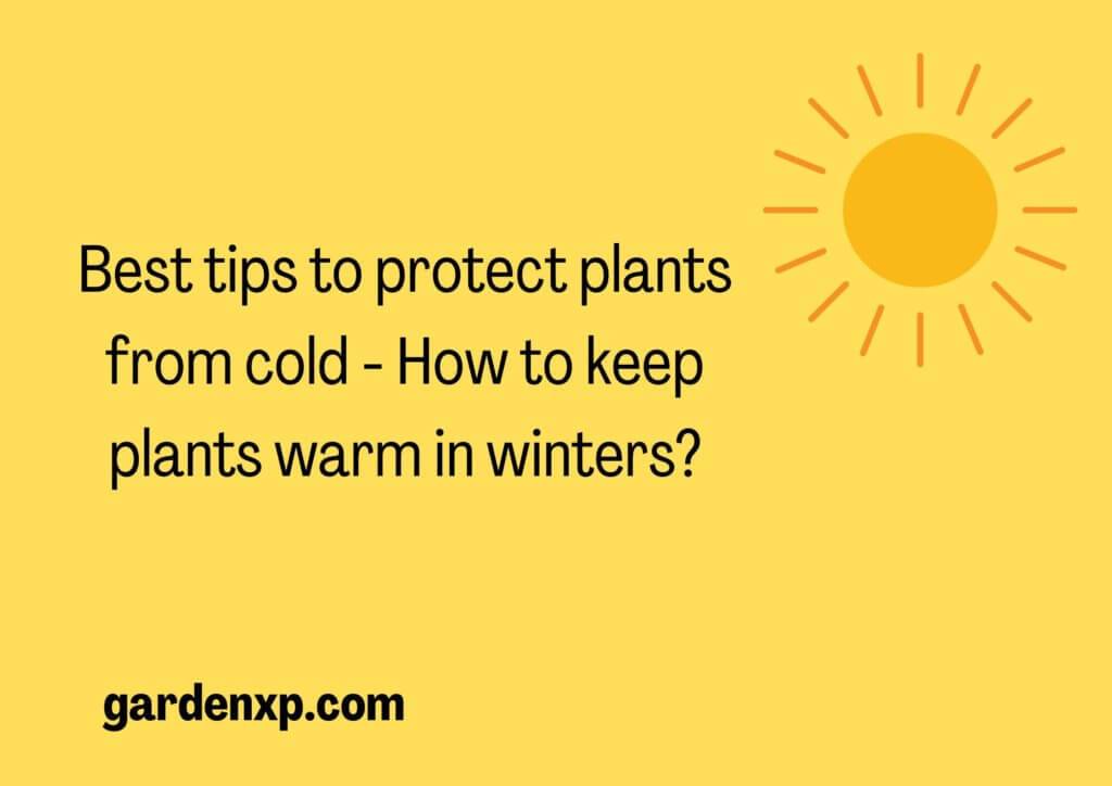 How do you keep plants warm in winters? - Protecting plants from cold