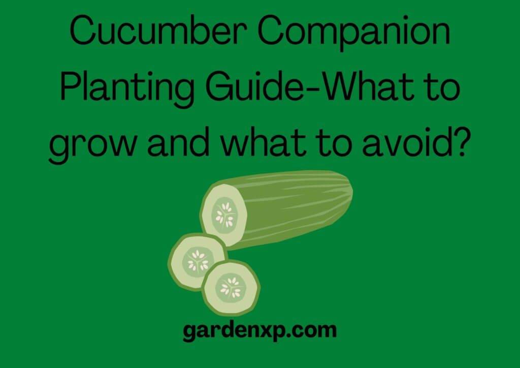 What grows well with Cucumber? - Cucumber Companion Planting Guide-What to grow and what to avoid?