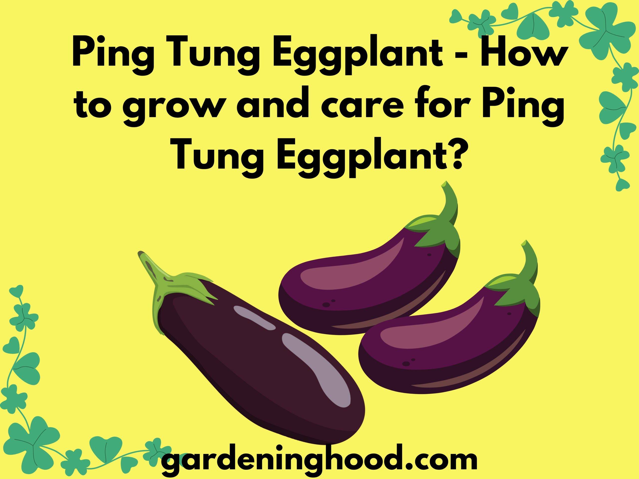 Ping Tung Eggplant - How to grow and care for Ping Tung Eggplant?