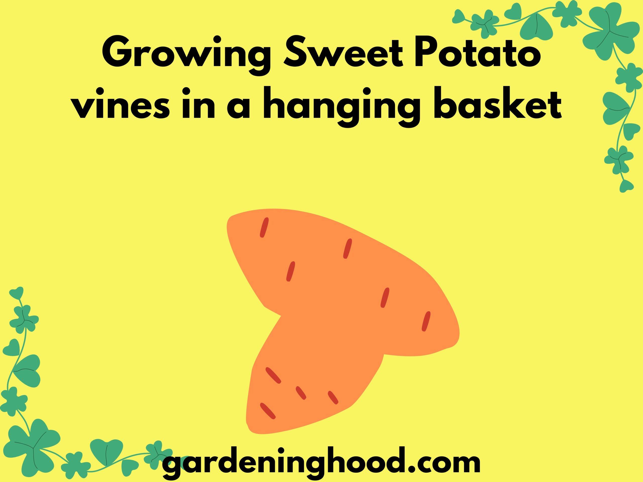 <strong>Growing Sweet Potato vines in a hanging basket </strong>