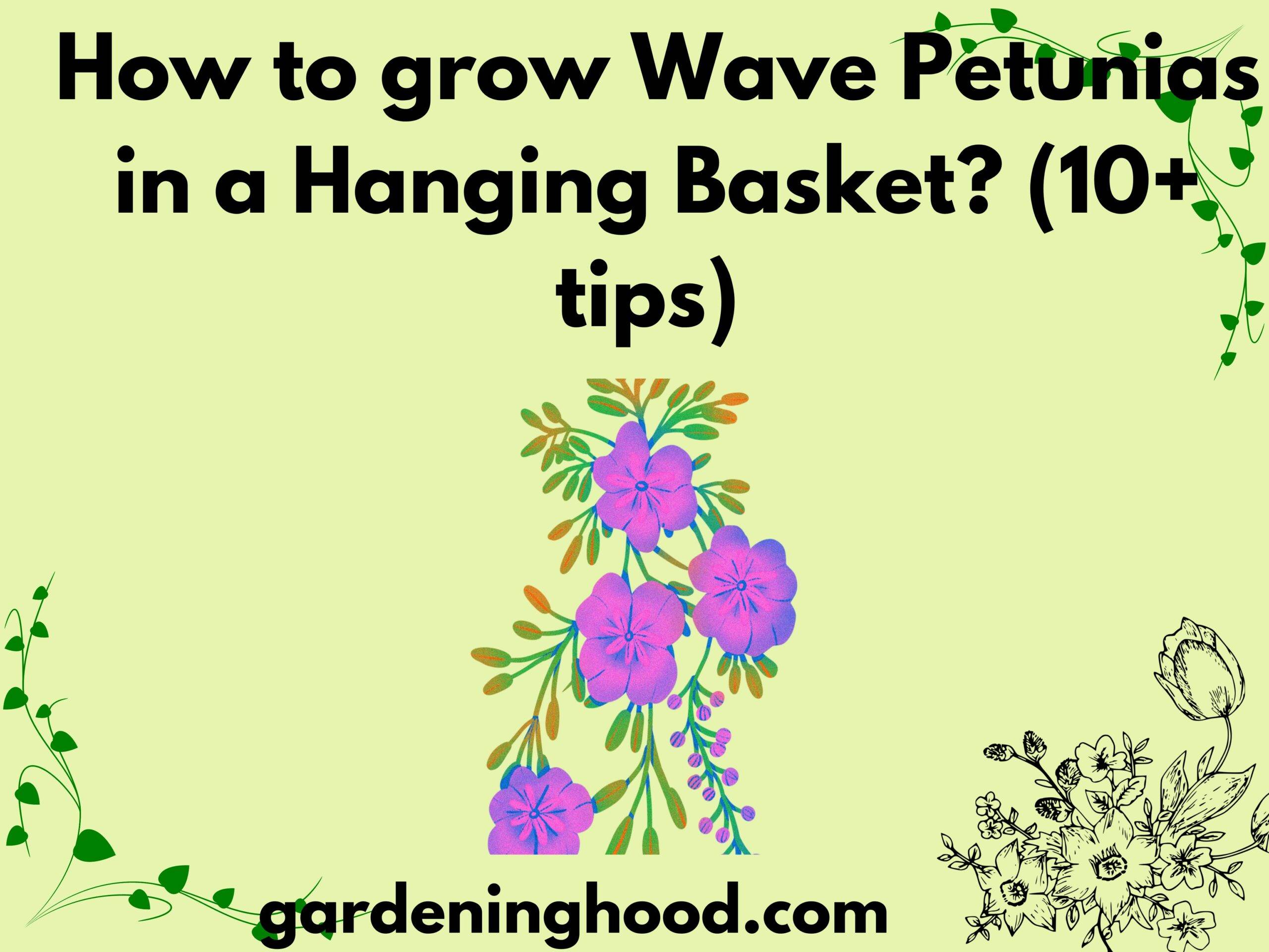 How to grow Wave Petunias in a Hanging Basket? (10+ tips) 