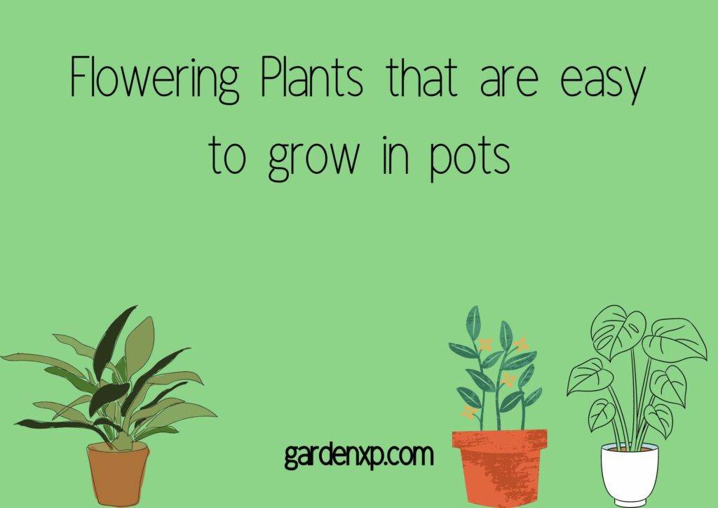 17 Easy Flowering Plants For Pots
