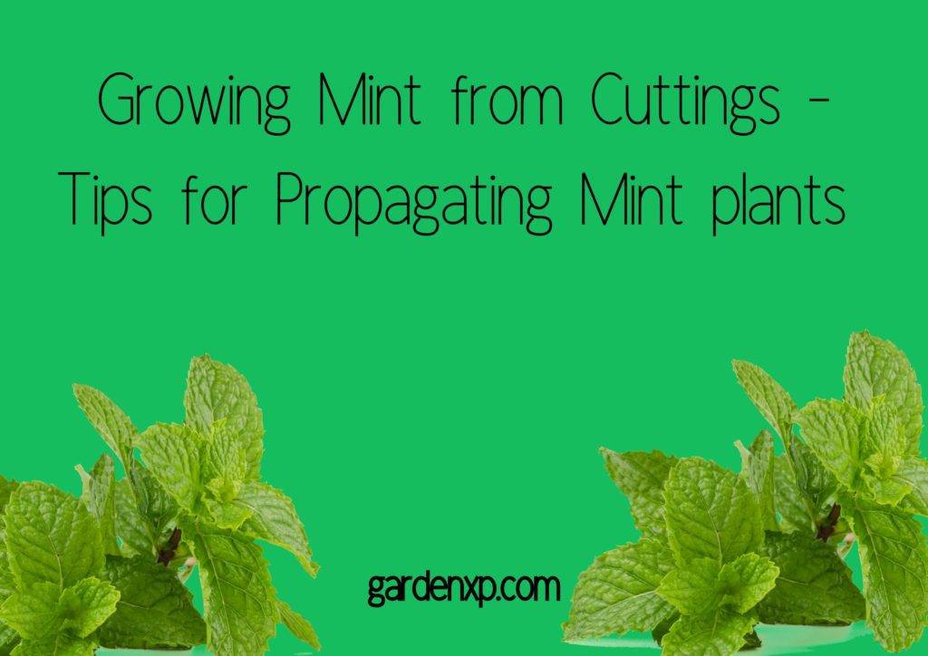 Growing Mint from Cuttings - Tips for Propagating Mint plants 