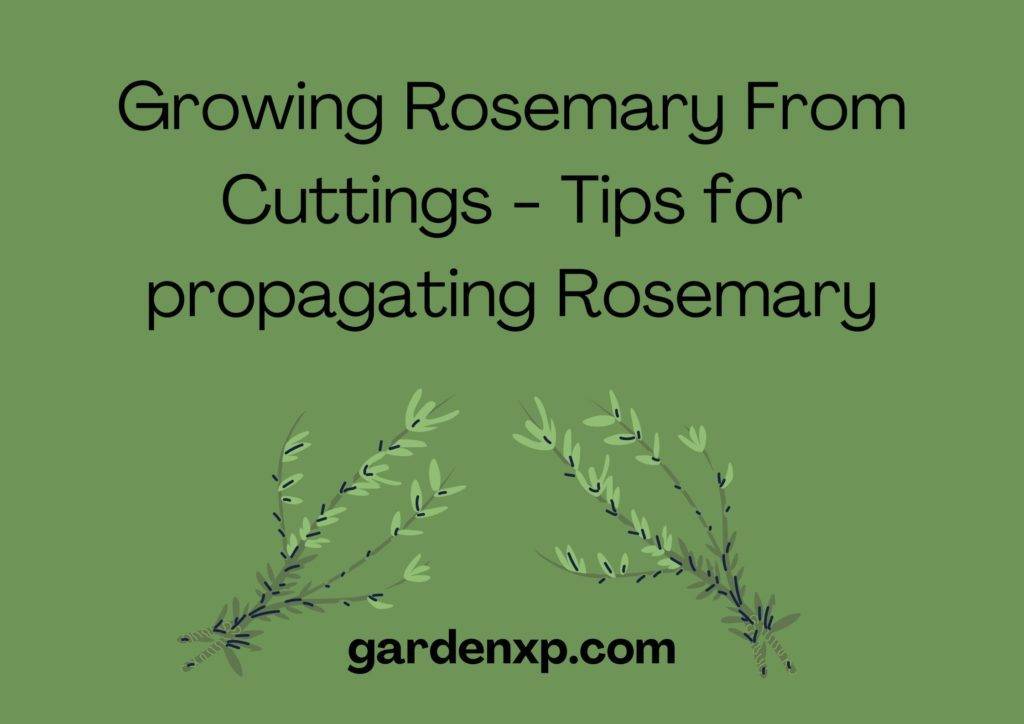 Growing Rosemary from cuttings - Tips for propagating Rosemary