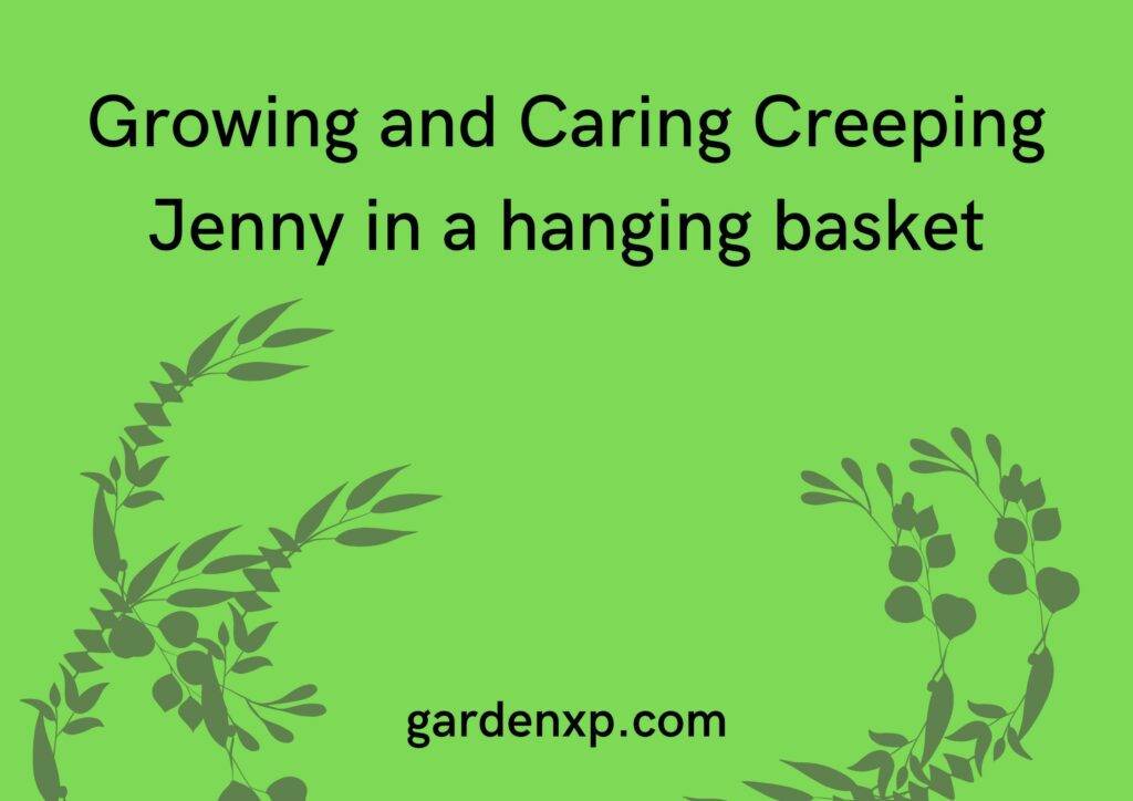 Growing and Caring Creeping Jenny in a hanging basket
