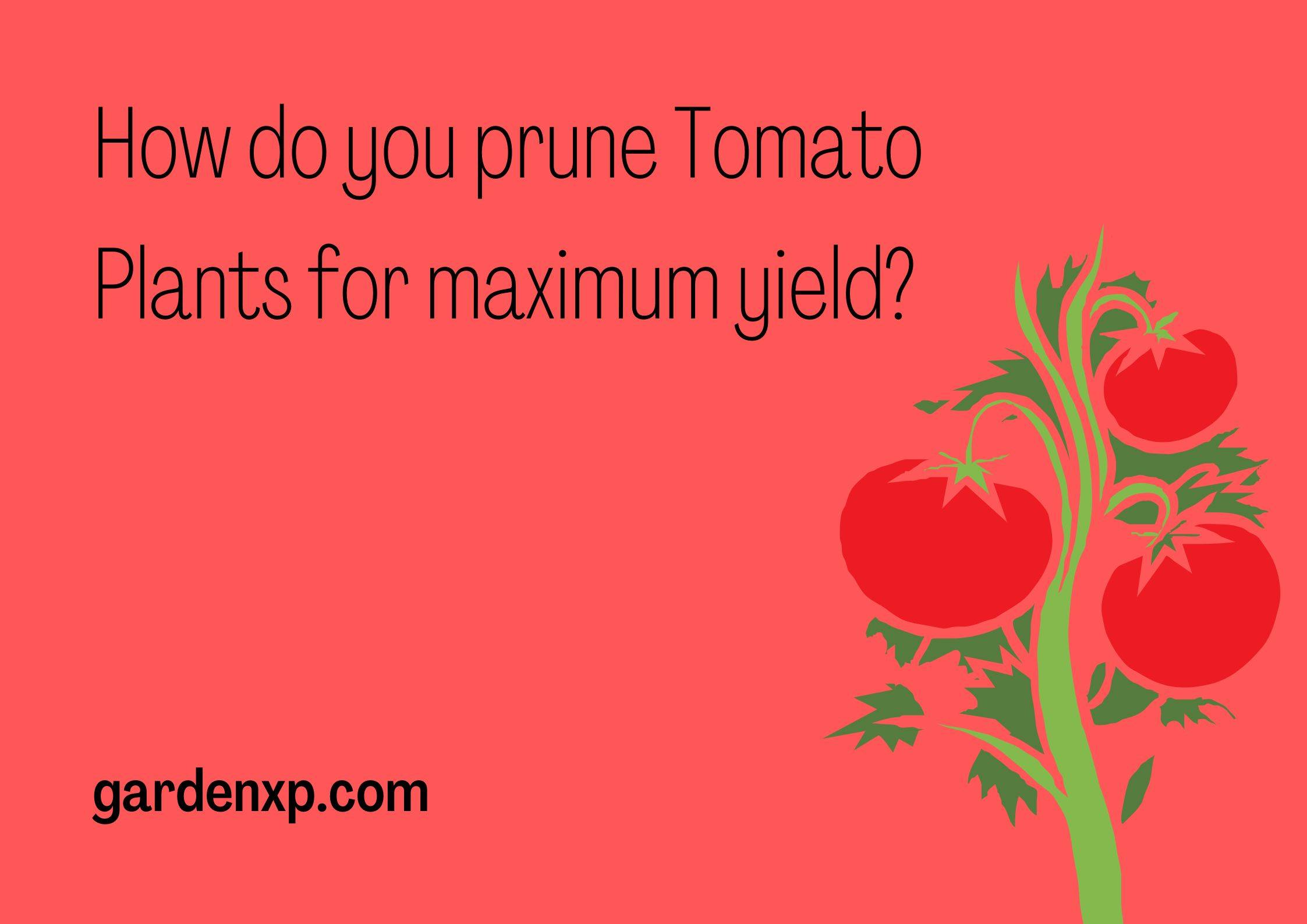 How do you prune Tomato Plants for maximum yield?
