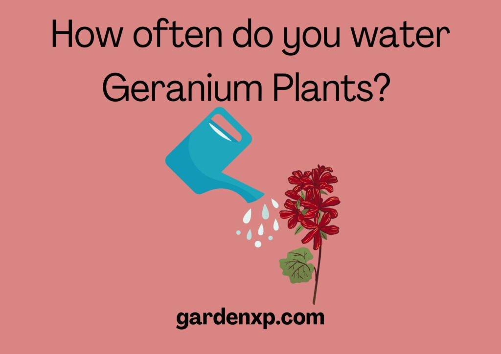 How often do you water Geranium Plants? 