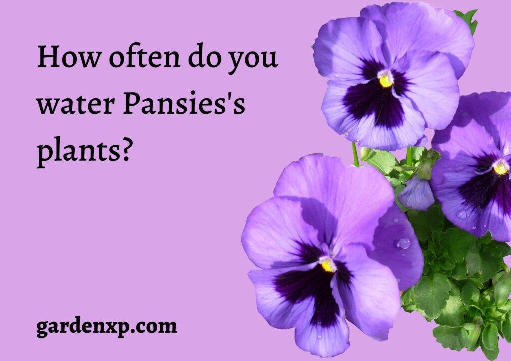 How often do you water Pansie's plants?