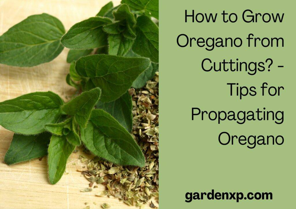 How to Grow Oregano from Cuttings? - Tips for Propagating Oregano