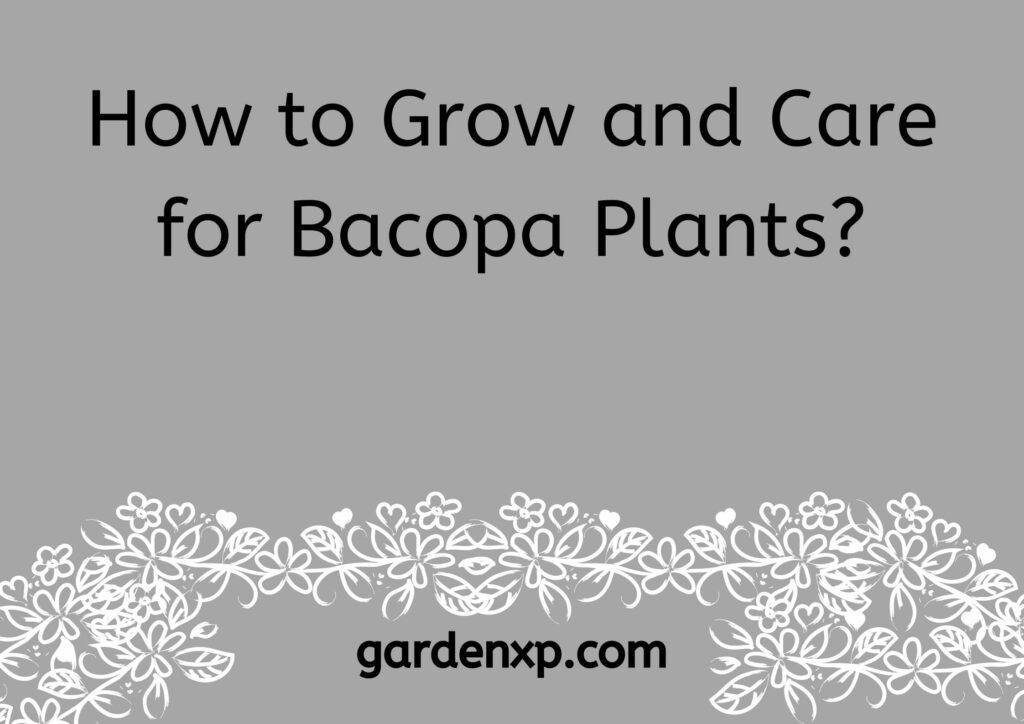 How to Grow and Care for Bacopa Plants?