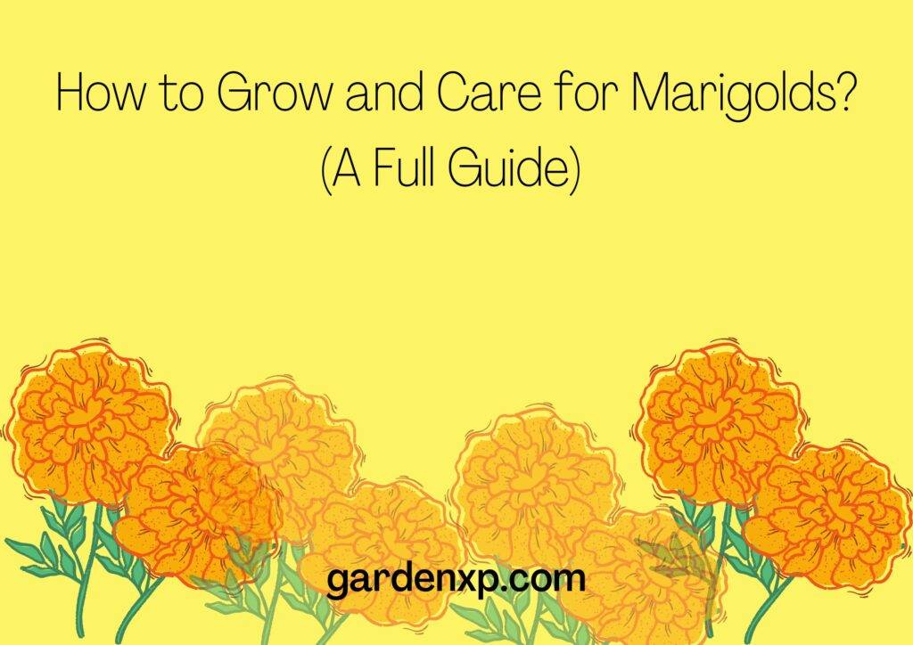 How to Grow and Care for Marigolds? (A Full Guide) 