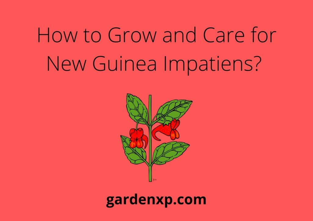 How to Grow and Care for New Guinea Impatiens? 