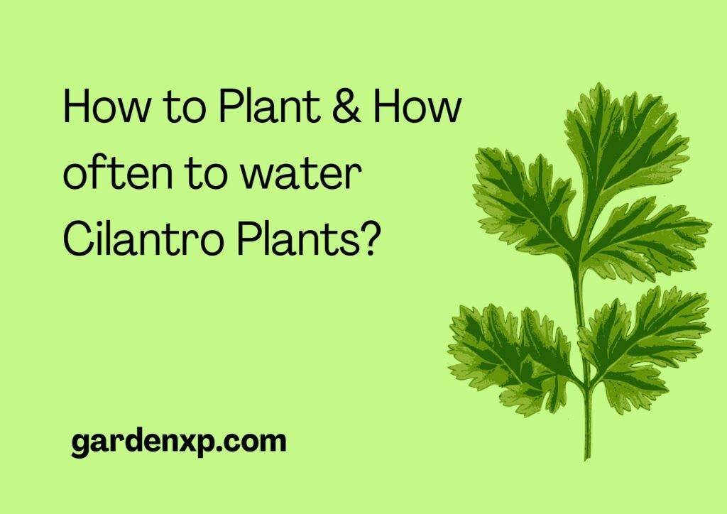 How to plant and how often to water Cilantro Plants?