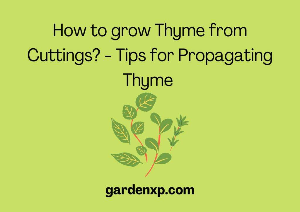 How to grow Thyme from Cuttings? - Tips for Propagating Thyme 