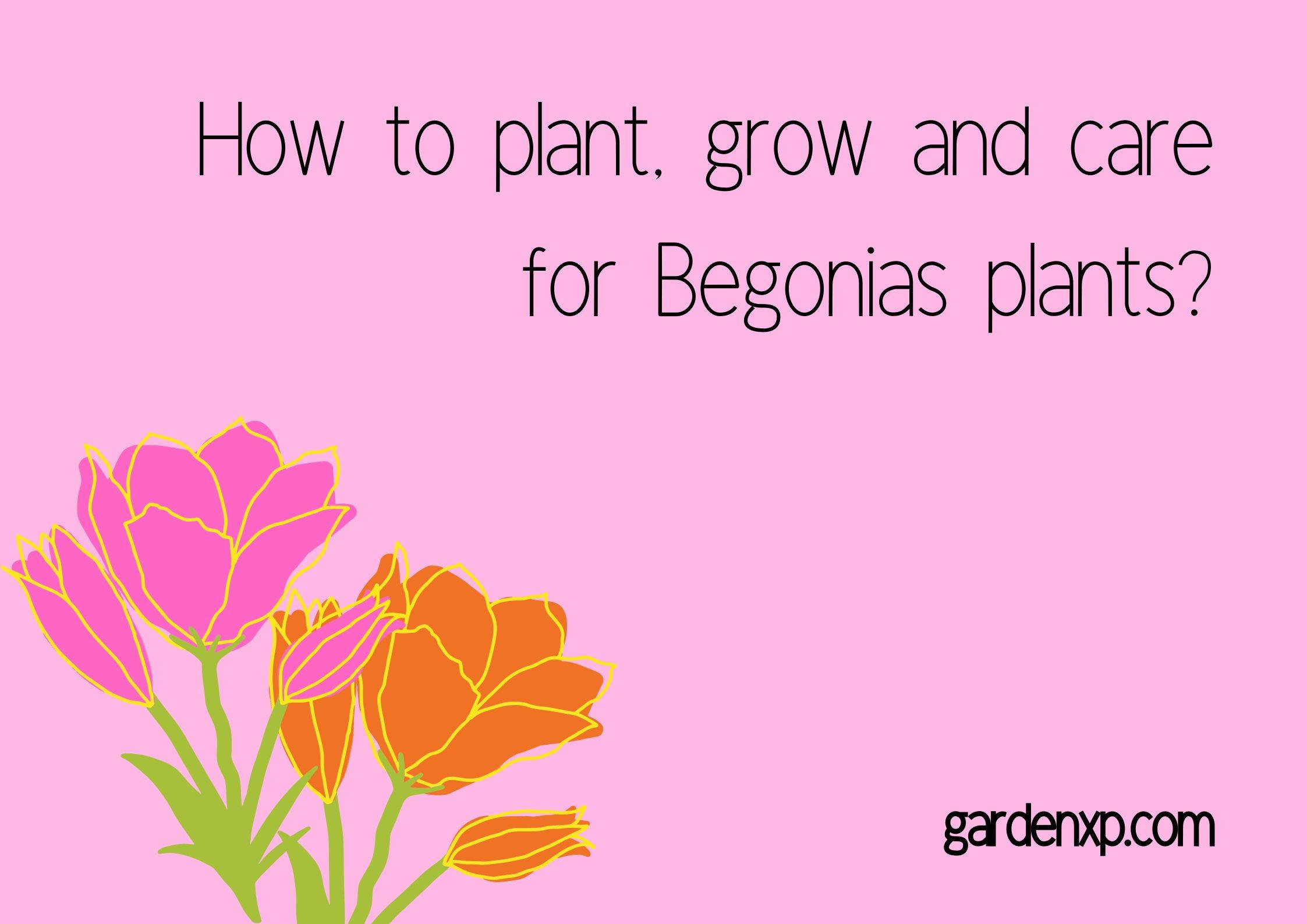 How to plant grow and care for Begonias plants?
