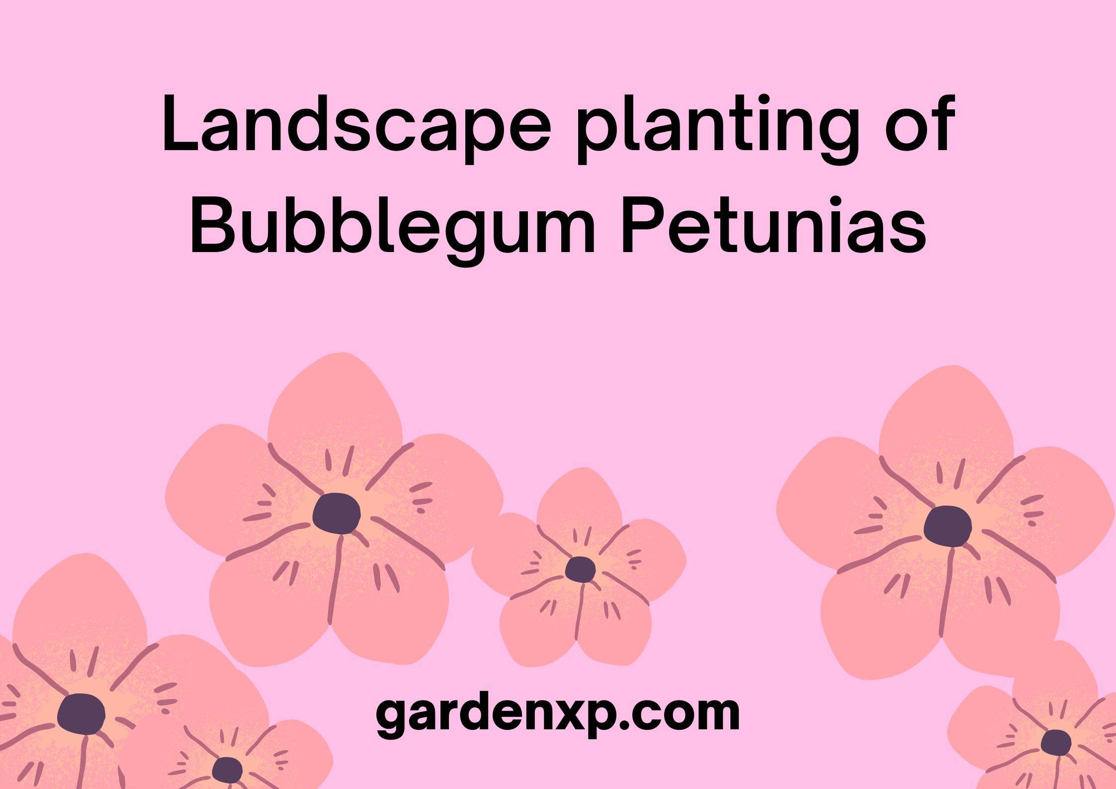 How do you grow Bubblegum Petunias in the Landscape?