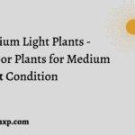 Top 13 Houseplants For Medium Light Conditions - Medium Light Houseplants 
