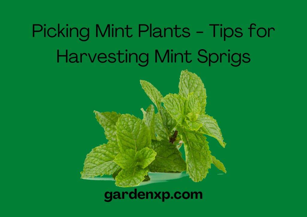 Picking Mint Plants - Tips for Harvesting Mint Sprigs