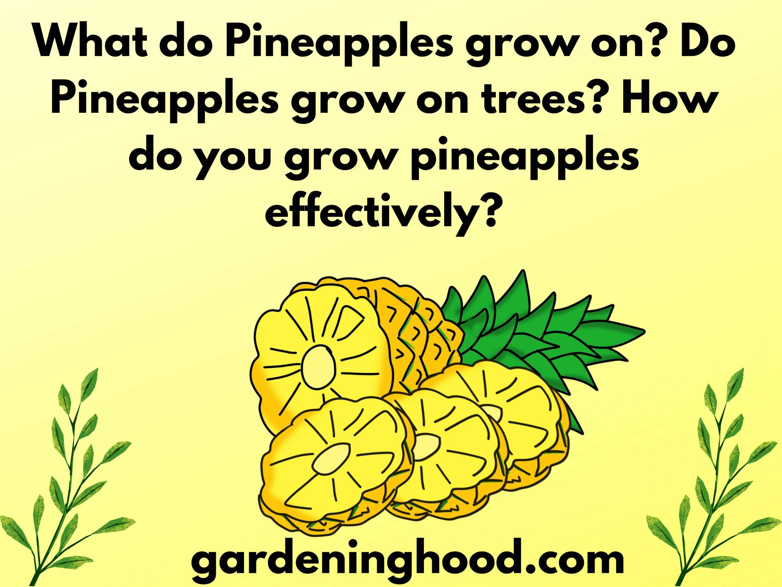 What do Pineapples grow on? Do Pineapples grow on trees? How do you grow pineapples effectively?