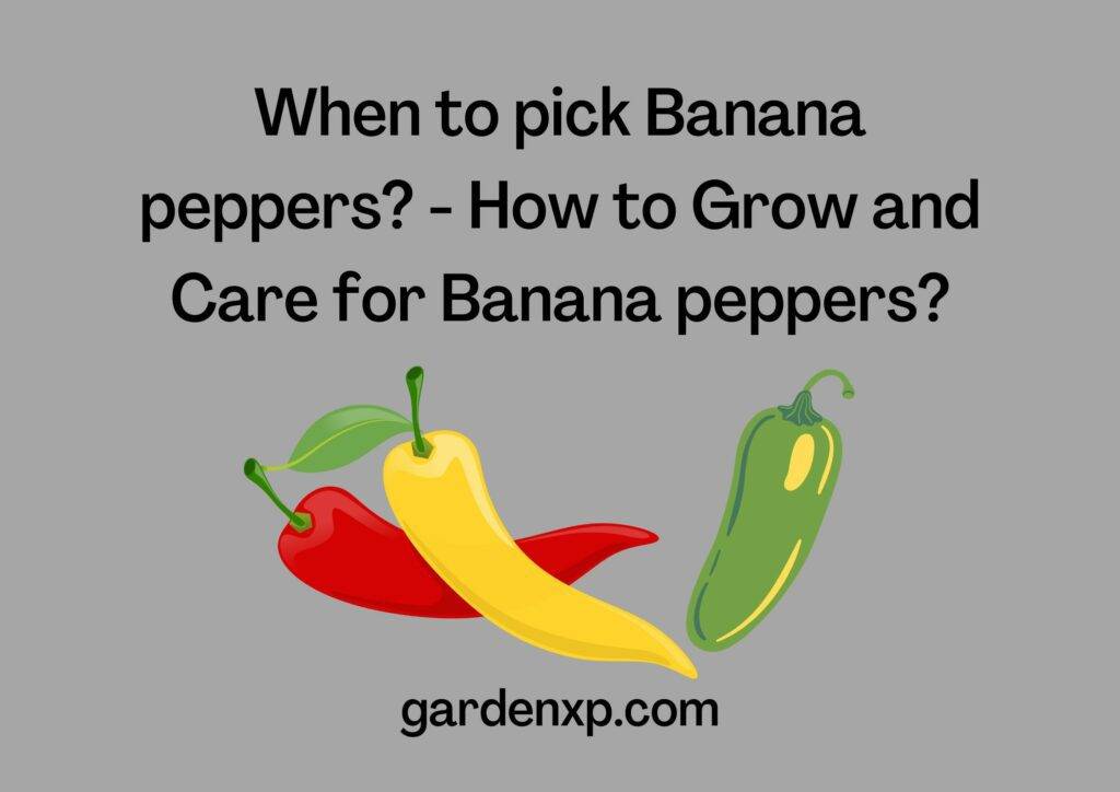 When to pick Banana peppers? - How to Grow and Care for Banana peppers?