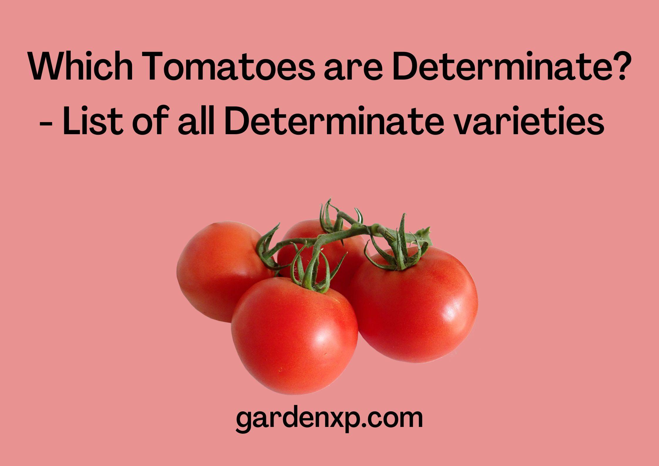 Which Tomatoes are Determinate? - List of all Determinate varieties  