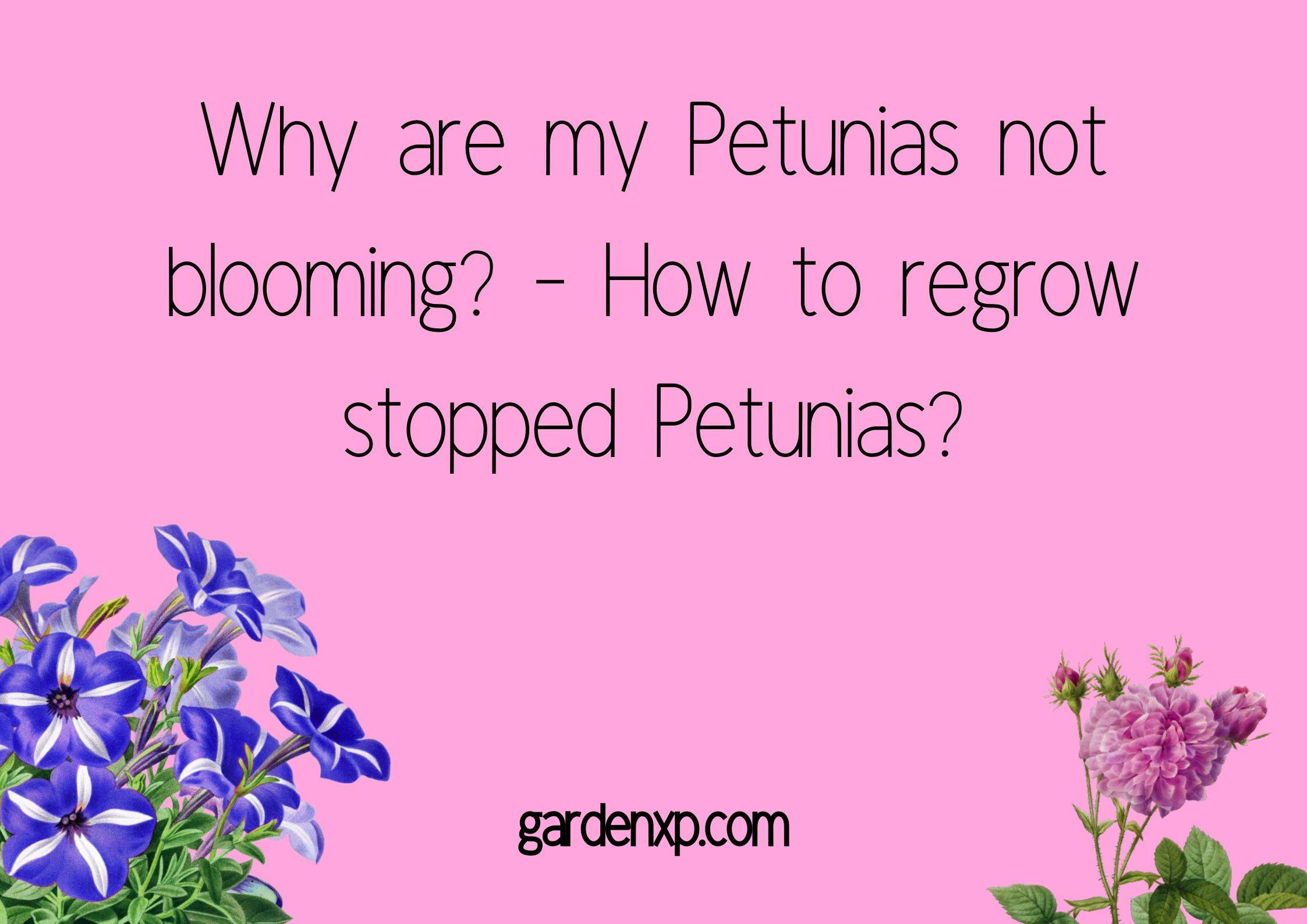 Why are my Petunias not blooming? - How to regrow stopped Petunias?