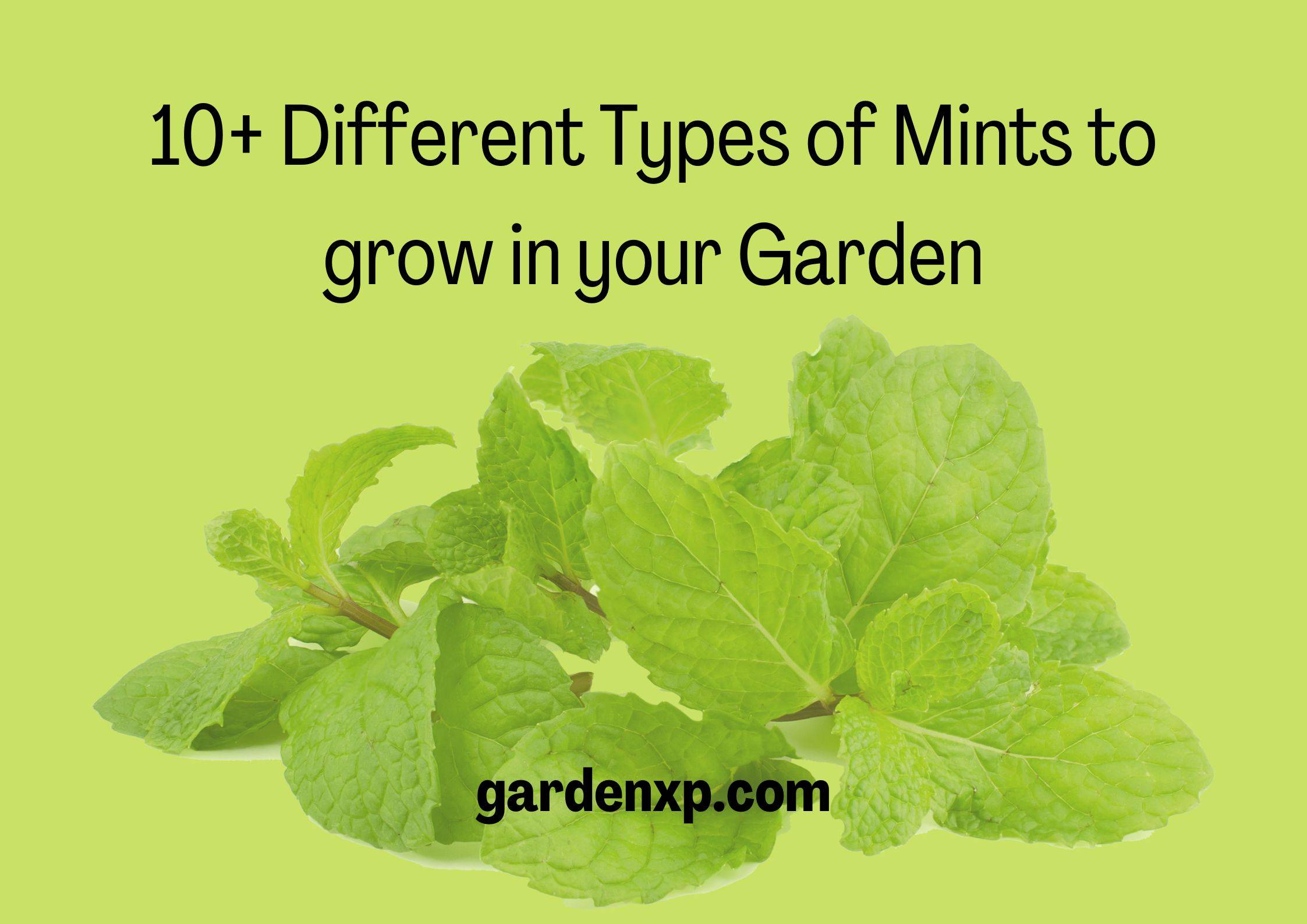 10+ Different Types of Mints to grow in your Garden