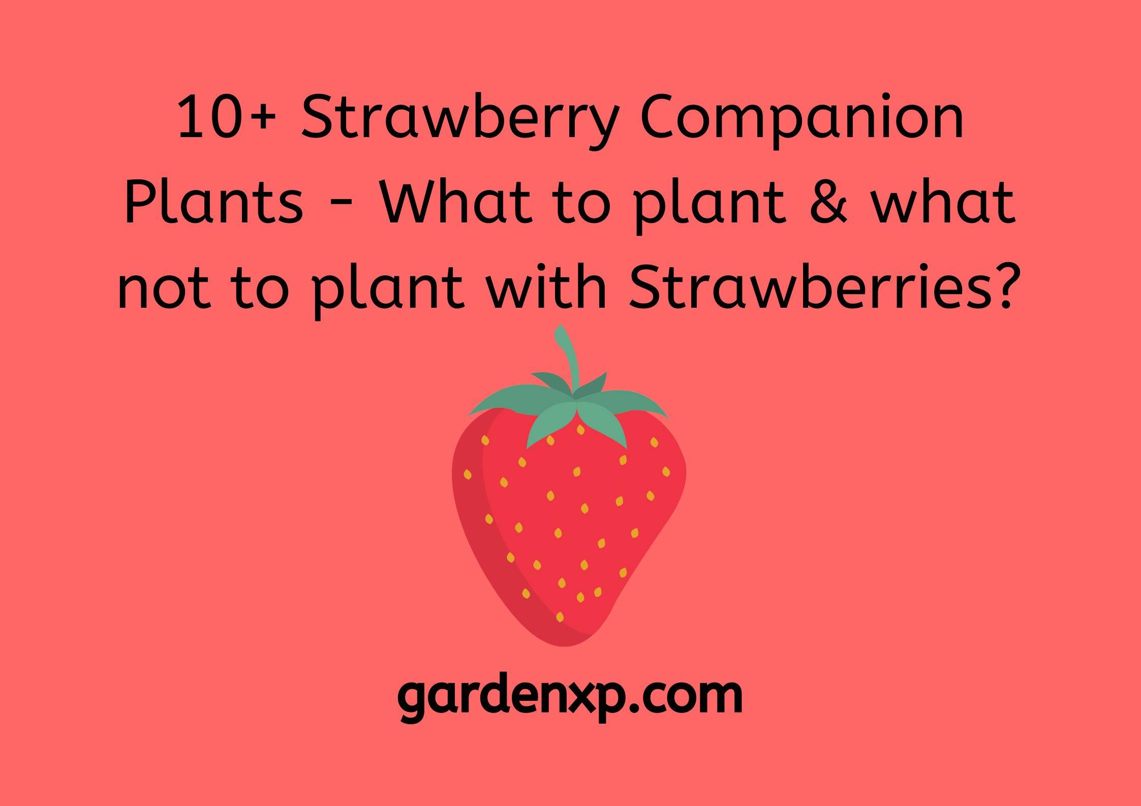 10+ Strawberry Companion Plants - What to plant & what not to plant with Strawberries?