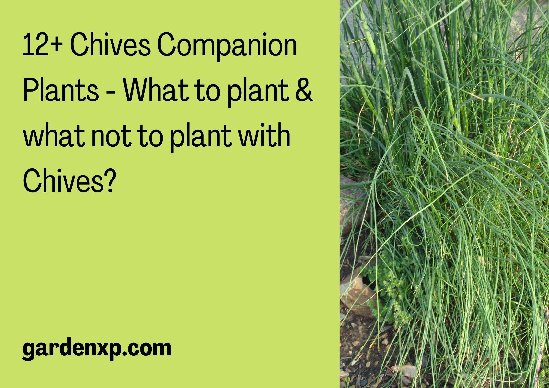 12+ Chives Companion Plants - What to plant & what not to plant with Chives?