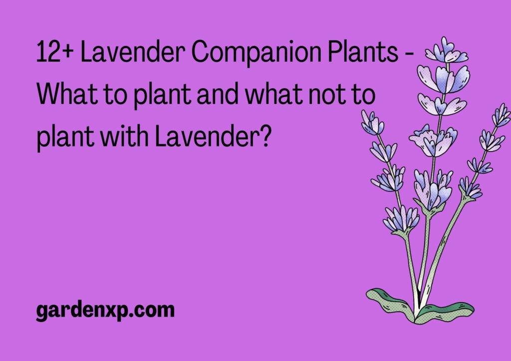 12+ Lavender Companion Plants - What to plant and what not to plant with Lavender?