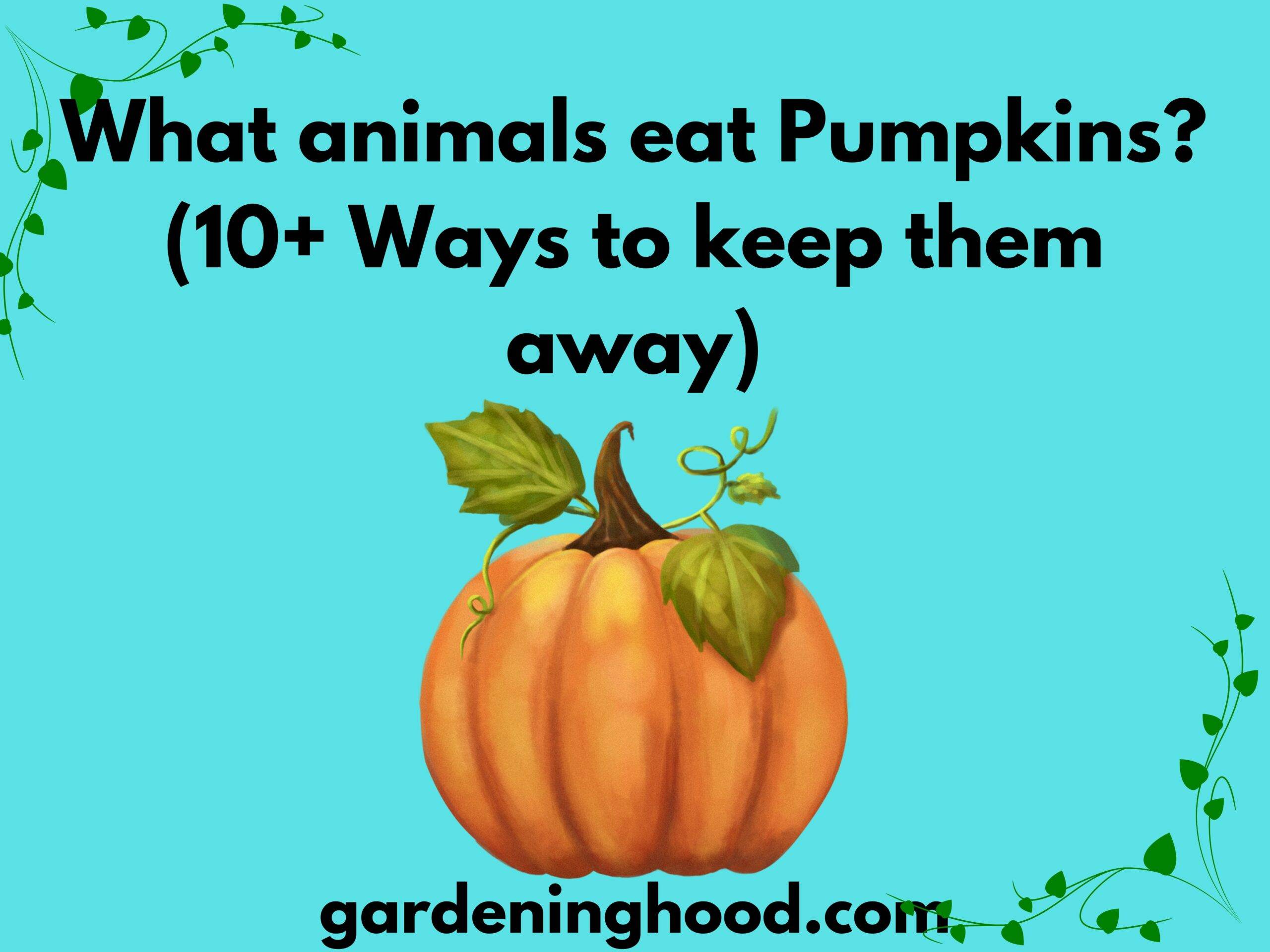 What animals eat Pumpkins? (10+ Ways to keep them away)
