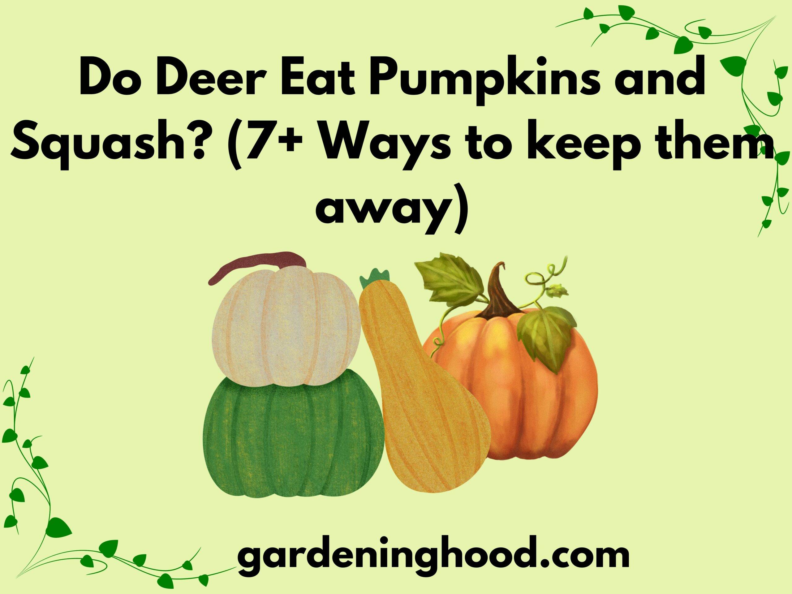 Do Deer Eat Pumpkins and Squash? (7+ Ways to keep them away)
