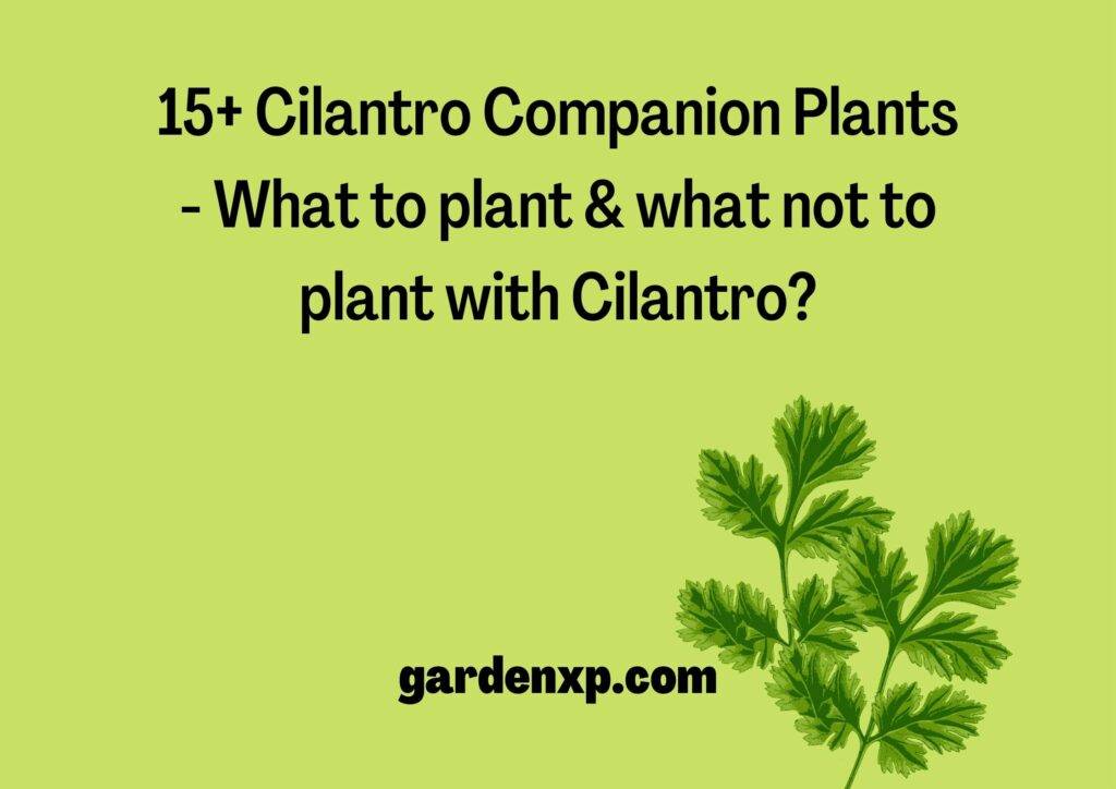 15+ Cilantro Companion Plants - What to plant & what not to plant with Cilantro?
